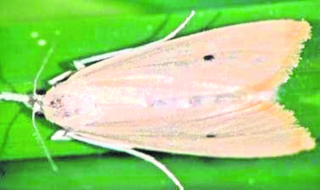 వరిపైరులో పురుగుల పని పట్టండిలా 3