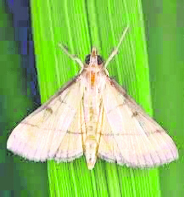 వరిపైరులో పురుగుల పని పట్టండిలా 4