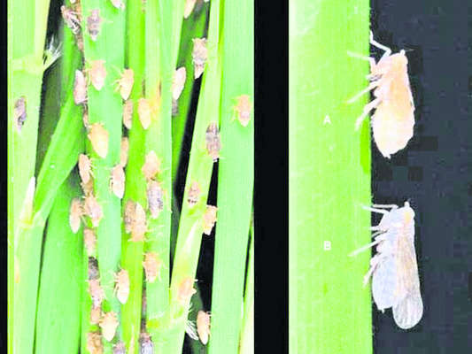 వరిపైరులో పురుగుల పని పట్టండిలా 2