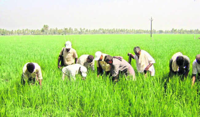 వరిపైరులో పురుగుల పని పట్టండిలా 1