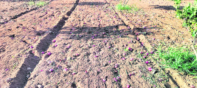 పంటకోతకు ముందే కన్నీరు 1
