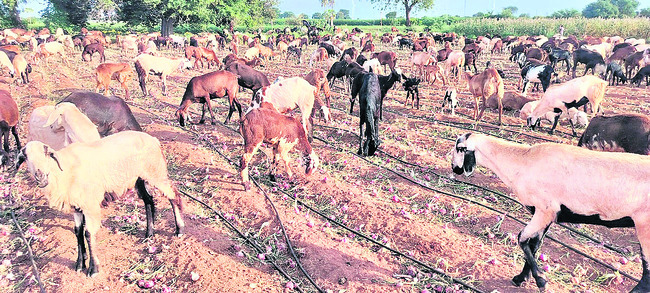 పంటకోతకు ముందే కన్నీరు 2