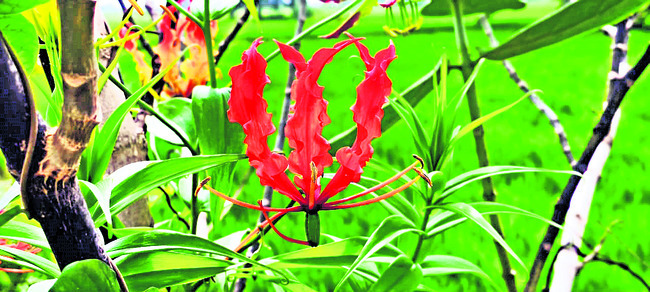 అడవిలో అగ్నిశిఖ 1