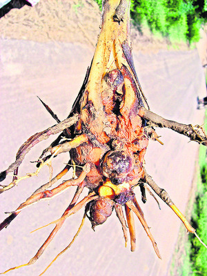 తెగులు.. దిగులు2