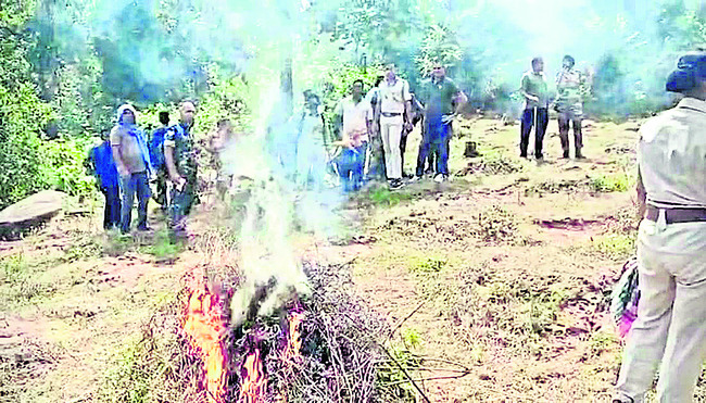 గంజాయి సాగు ధ్వంసం 1
