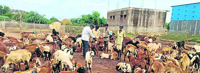 పశు వైద్యంపై నిర్లక్ష్యం1
