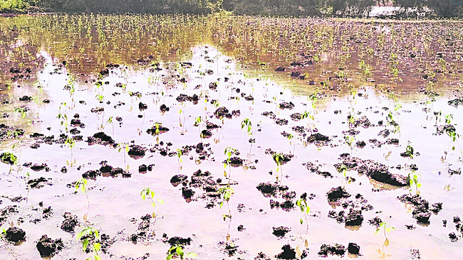 రైతును ముంచిన అధికారుల నిర్లక్ష్యం 2