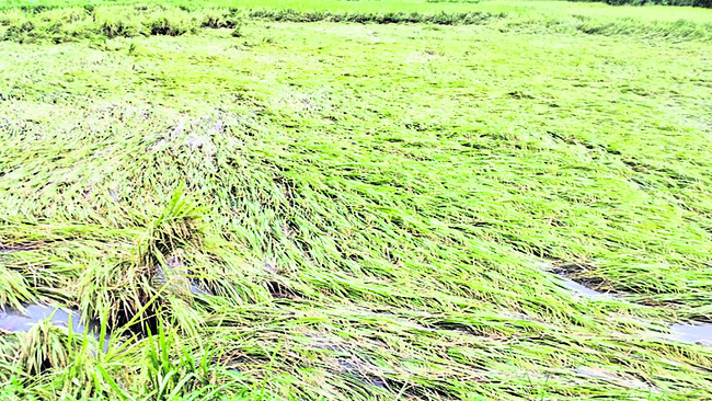 నేలమట్టమైన వరి పంట1