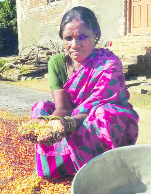 మక్కకు మొలకలు.. ఆవిరైన ఆశలు1