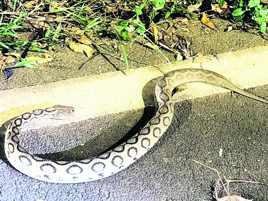 పాములు కరుస్తున్నా.. పట్టదా? 2