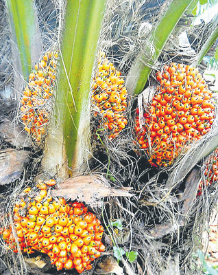 పెద్దమ్మతల్లికి పంచామృతాభిషేకం3