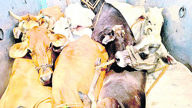 గో‘విలవిల’! 1