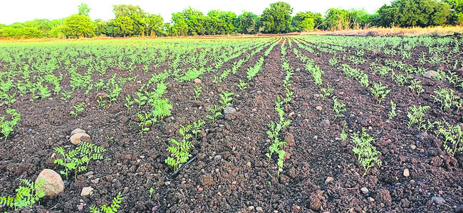 ఆశలన్నీ యాసంగిపైనే1