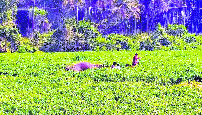 నోరూరించే అరటి మేళా 2