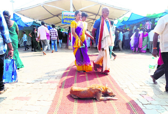 కుక్కలున్నాయ్‌.. జాగ్రత్త! 2