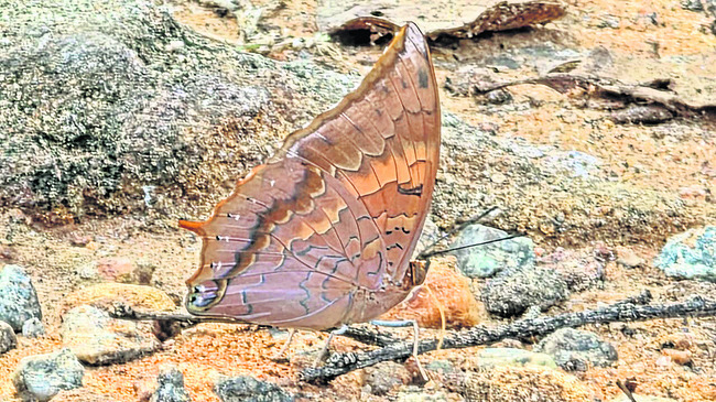 సోమవారం శ్రీ 10 శ్రీ నవంబర్‌ శ్రీ 20255