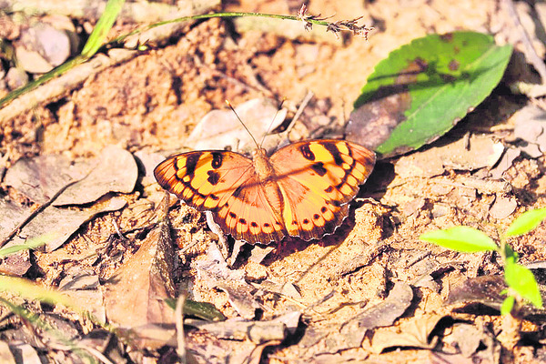 రంగుల సొబగులు4