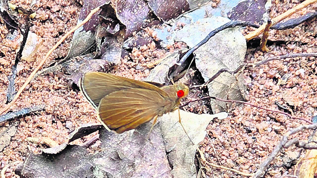 రంగుల సొబగులు8