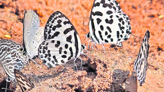 వరంగల్‌2