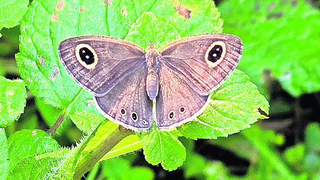 సోమవారం శ్రీ 10 శ్రీ నవంబర్‌ శ్రీ 20256