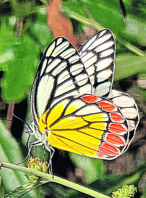 రంగుల సొబగులు3