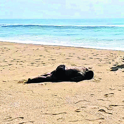 బురదలో చిక్కుకున్న  గున్న ఏనుగు 1