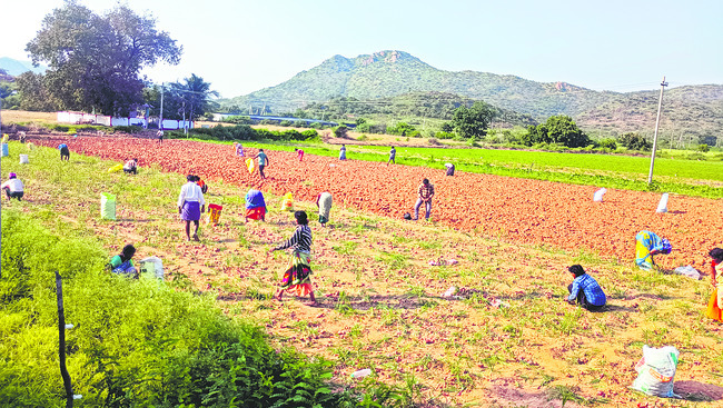 నష్టాల ఘాటు.. రైతుకు చేటు.! 1