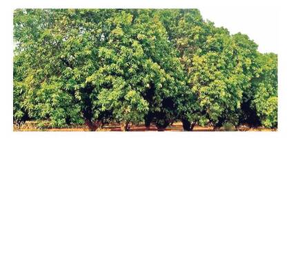 మంచిర్యాల2