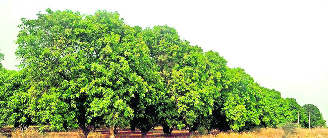 కుమురం భీం3