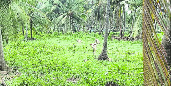 తీరంలో సంచోరీస్తూ..1