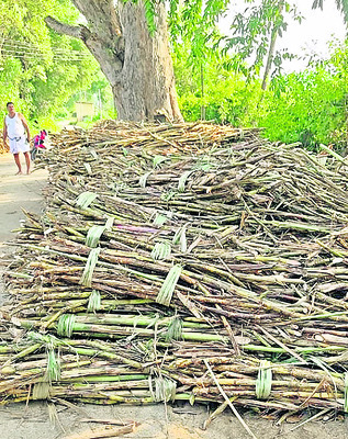ఎండుతున్న చెరుకు 1