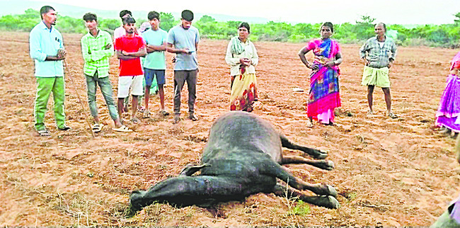 అమ్మో పులి 1