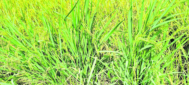 నాసిరకం విత్తనాలతో మోసం1