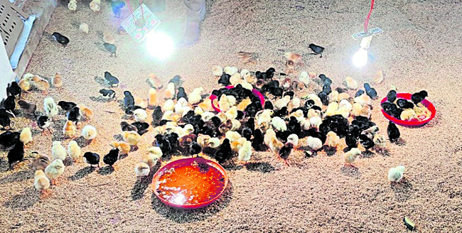 గిరాకీ ఉంది.. ప్రోత్సాహమే లేదు! 1