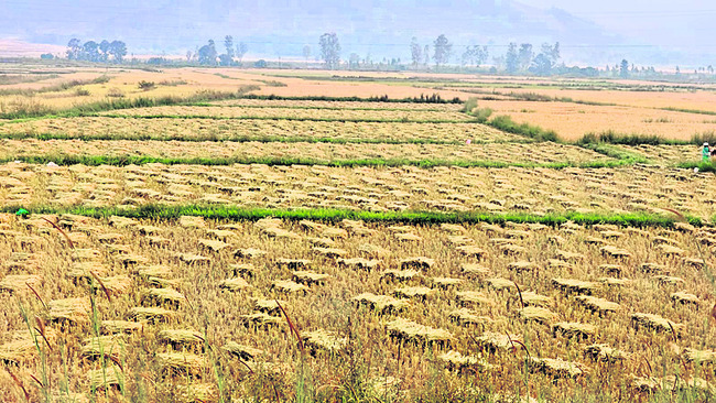 కోతల వేళ.. వాన గండం 1