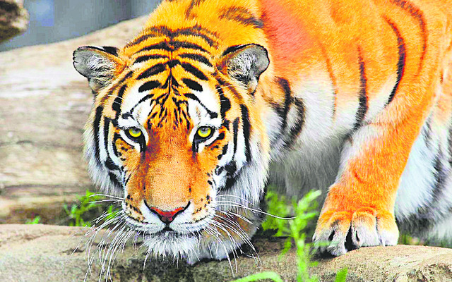 అమ్మో పులి 2