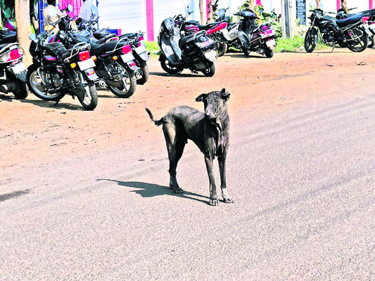 మాంసం దుకాణాలే అడ్డా1