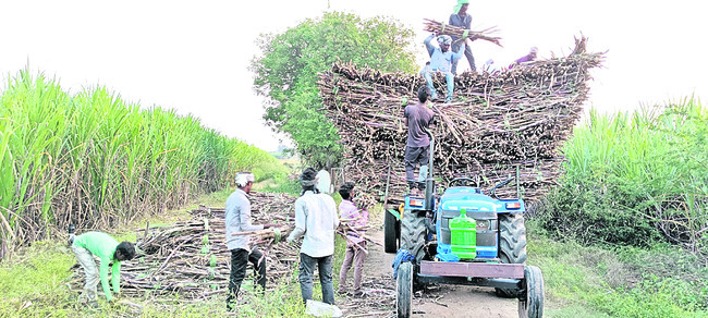 చెరుకు కోతలు షురూ 1