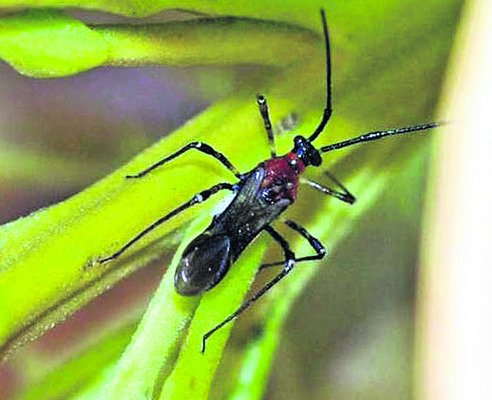 ‘వేప’కే విపత్తు..!1