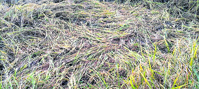 కుమురం భీం2