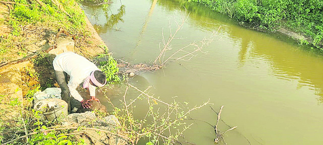 కోతకు వచ్చిన పొలాలకు నీళ్లు!2