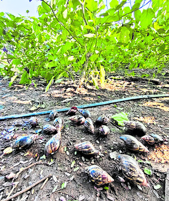 విజయవాడ సిటీ1