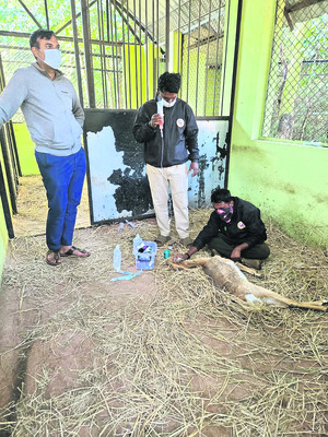 కృష్ణజింకల మృత్యుఘోష 1