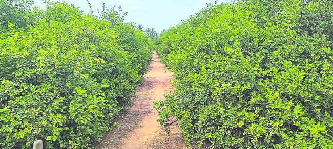 నిమ్మదించింది3