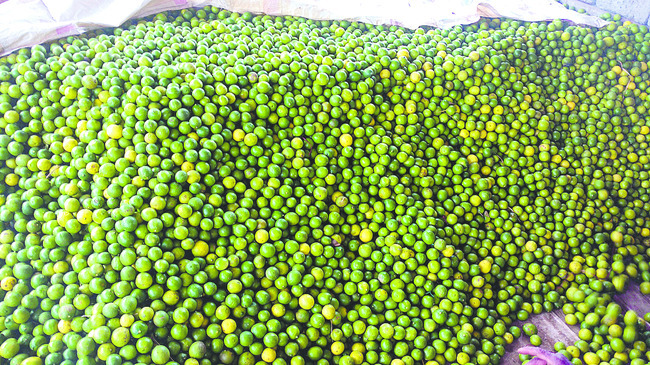 నిమ్మదించింది1