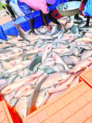 ఆలస్యంగా చెరువుల్లోకి చేప1