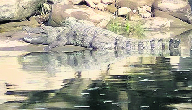 మొసళ్లకు మంచిరోజులు 1