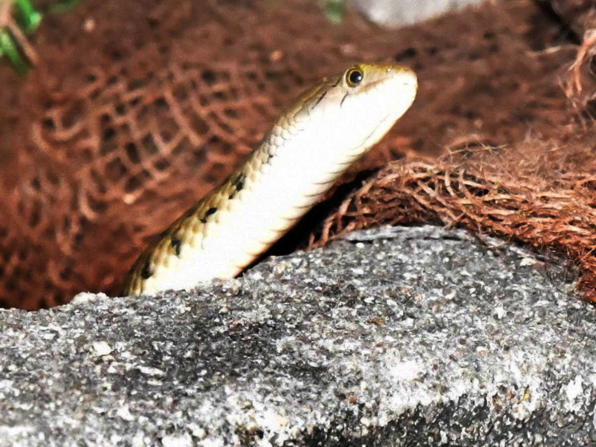 Best Photos of The Week in AP and Telangana Photo Gallery22