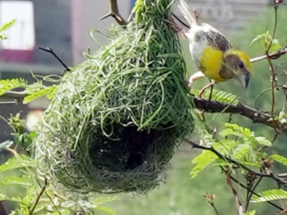 Best Photos of The Week in AP and Telangana Photo Gallery33