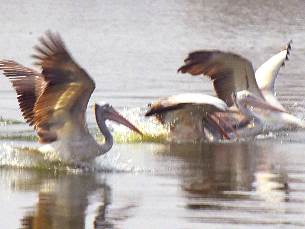 Best Photos of The Week in AP and Telangana Photo Gallery38